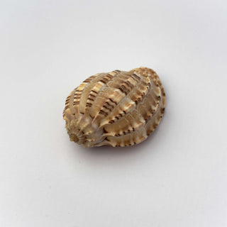 Conchiglia Naturale Harpa Articularis 6,5 x 4 cm