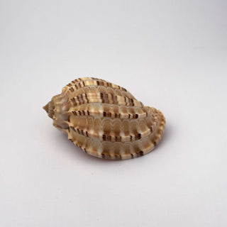 Conchiglia Naturale Harpa Articularis 6,5 x 4 cm