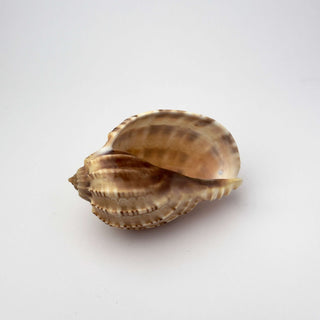 Conchiglia Naturale Harpa Articularis 6,5 x 4 cm