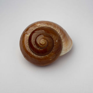 Conchiglia Naturale Ryssota Ovum Lucidata 6,5 x 5,5 cm