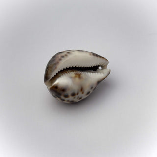 Conchiglia Naturale Cypraea Tegris 6 x 4 cm