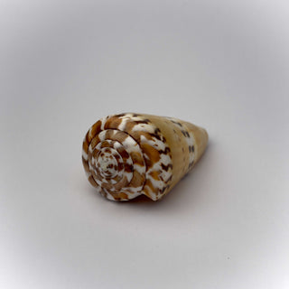 Conchiglia Naturale Conus Capitaneous 6,5 x 3,5 cm