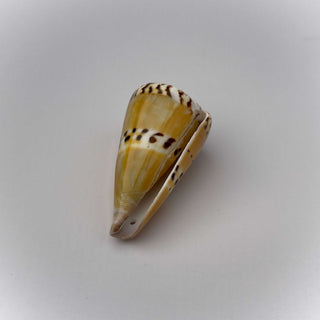 Conchiglia Naturale Conus Capitaneous 6,5 x 3,5 cm