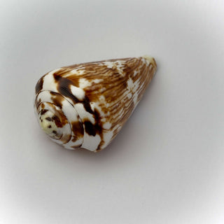 Conchiglia Naturale Conus Vexillum 8 x 5 cm