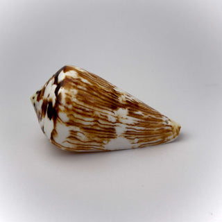 Conchiglia Naturale Conus Vexillum 8 x 5 cm