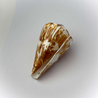 Conchiglia Naturale Conus Vexillum 8 x 5 cm