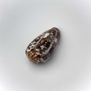 Conchiglia Naturale Conus Striatus 7,5 x 4 cm