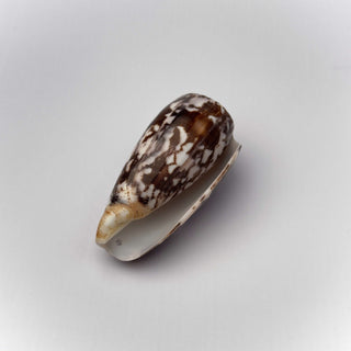 Conchiglia Naturale Conus Striatus 7,5 x 4 cm