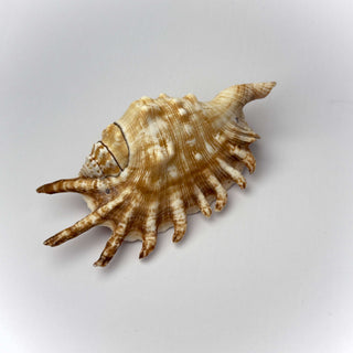 Conchiglia Naturale Lambis Millepiedi 11 x 5 cm