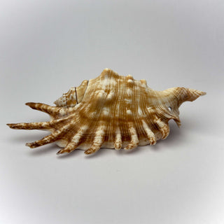 Conchiglia Naturale Lambis Millepiedi 11 x 5 cm