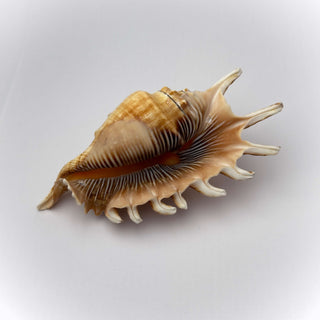 Conchiglia Naturale Lambis Millepiedi 11 x 5 cm