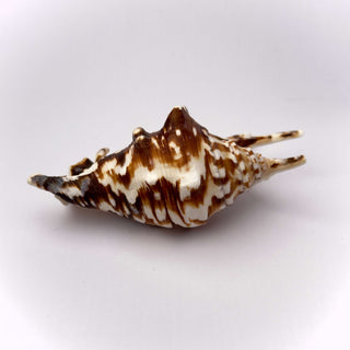 Conchiglia Naturale Lambis Lambis 10 x 6,5 cm