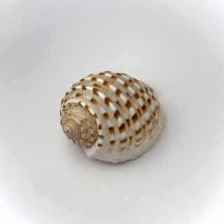 Conchiglia Naturale Tonna Tessellata 8 x 5,5 cm