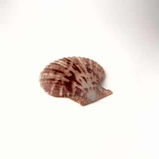 Conchiglia Leptopecten Palmeri