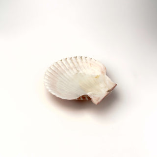 Conchiglia Leptopecten Palmeri