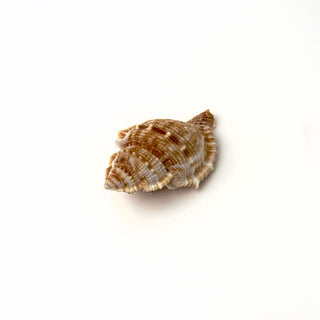 Conchiglia Naturale Bufonaria 5 x 3 cm