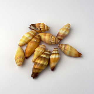 Conchiglie Vexillum Vulpecula - 10 pz - 3,2 x 1,5 cm