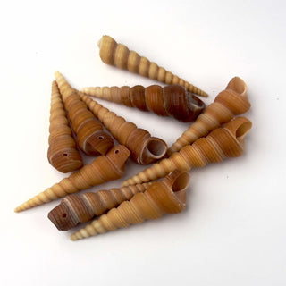 Conchiglie Terebra Turritella - 10 pz - 5,5 x 1,7 cm