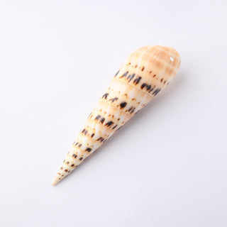 Pendente Conchiglia Terebra Maculata da 10 cm a 12 cm