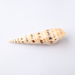 Pendente Conchiglia Terebra Maculata da 10 cm a 12 cm