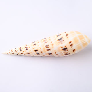 Pendente Conchiglia Terebra Maculata da 10 cm a 12 cm