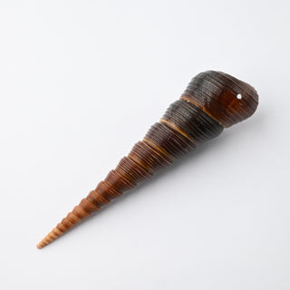 Pendente Conchiglia Turritella Terebra 9x2 cm