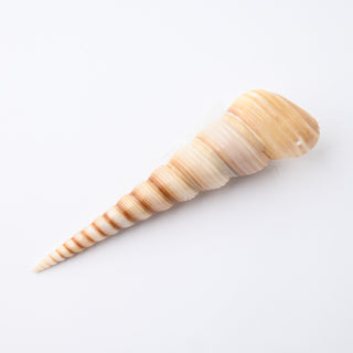 Pendente Conchiglia Turritella Terebra 9x2 cm