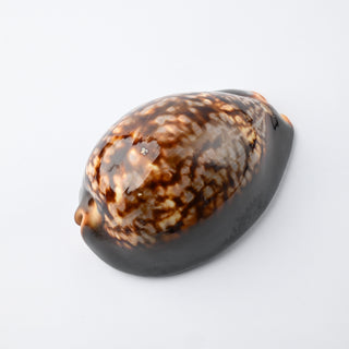 Pendente Conchiglia Cypraea Mauritiana 8x6 cm