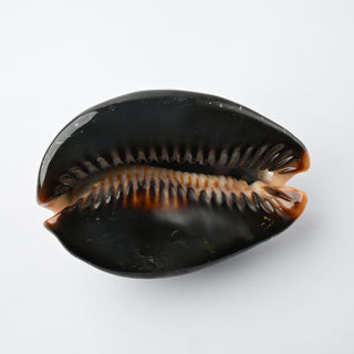 Pendente Conchiglia Cypraea Mauritiana 8x6 cm