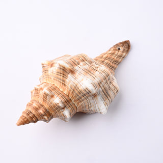 Pendente Conchiglia Fasciolaria Trapezium