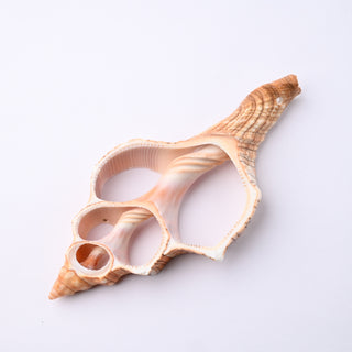 Pendente Conchiglia Fasciolaria Trapezium Sezionata