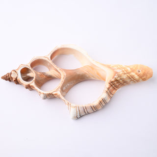 Pendente Conchiglia Fasciolaria Trapezium Sezionata