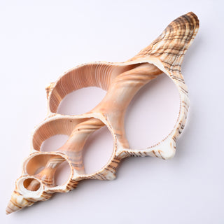 Pendente Conchiglia Fasciolaria Trapezium Sezionata