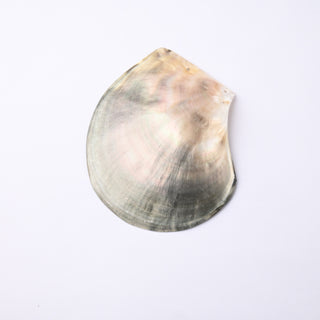 Pendente Conchiglia Pinctada margaritifera