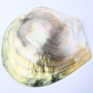 Pendente Conchiglia Pinctada margaritifera