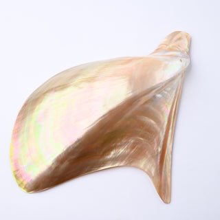 Pendente Conchiglia Pteria Penguin