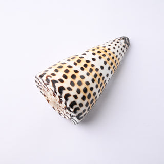 Pendente Conchiglia Conus Litteratus