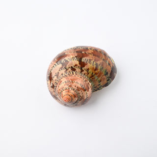 Pendente Conchiglia Turbo Petholatus Marrone 4,5x3 cm
