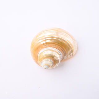 Pendente Conchiglia Turbo Imperialis 5x4 cm