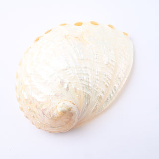 Pendente Conchiglia Abalone Lucidato 10x7 cm