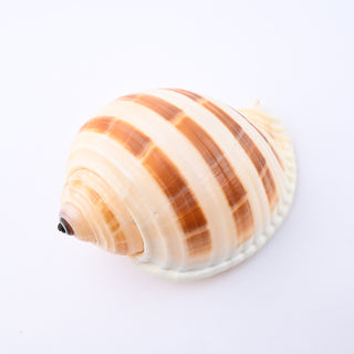 Pendente Conchiglia Tonna Sulcosa Fasciata 8,5x6 cm