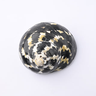 Pendente Conchiglia Cittarium Pica 6x5 cm