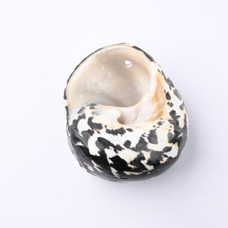 Pendente Conchiglia Cittarium Pica 6x5 cm