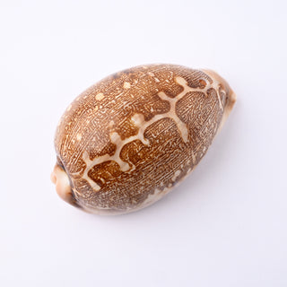 Pendente Conchiglia Cypraea Mappa 7x4 cm