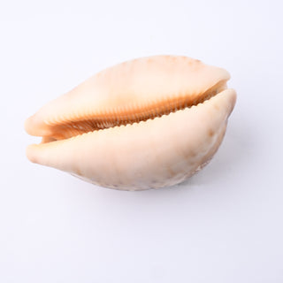 Pendente Conchiglia Cypraea Mappa 7x4 cm