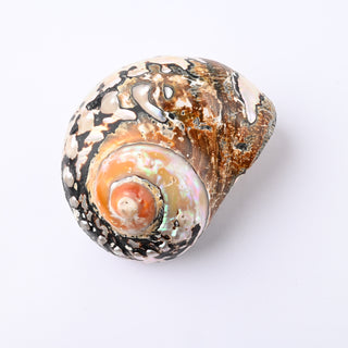 Pendente Conchiglia Turbo Sarmaticus 7x5,5 cm