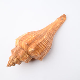 Pendente Conchiglia Hemifusus Tubo 11x4 cm