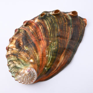 Pendente Conchiglia Abalone Grezzo 11x8 cm