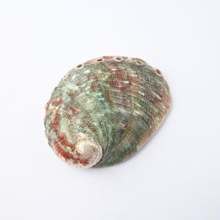 Pendente Conchiglia Abalone Asimilis 7x5 cm
