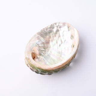 Pendente Conchiglia Abalone Asimilis 7x5 cm